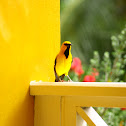 Icterus nigrogularis