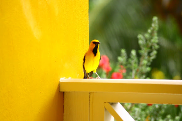 Spotting Image 1