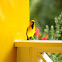 Icterus nigrogularis