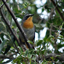 Cape Robin-Chat