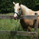 Quarter Horse