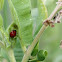 lady bug