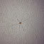 Harvestman