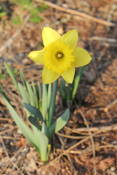 Spotting Image 1