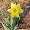 Daffodil