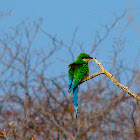 Swallow-tailed Bee-eater