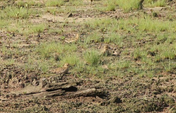 Spotting Image 1