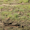 Pacific Golden Plover