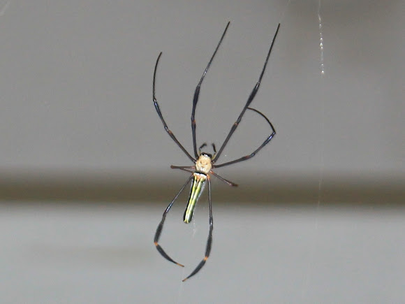 Spotting Image 1