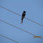 Fork Tailed Drongo