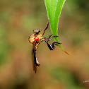 Robberfly