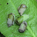 folded leaf