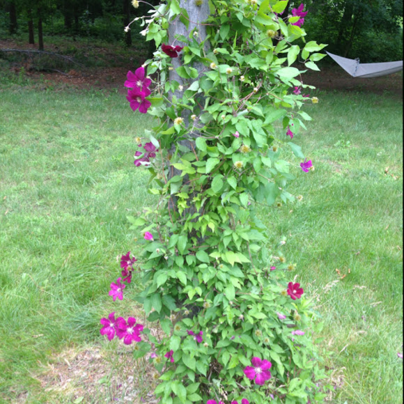 Spotting Image 1