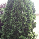 Cedar