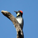 Acorn Woodpecker