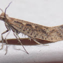 Diamondback Moth (female)