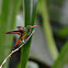 Rufous-tailed Hummingbird
