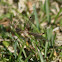 crane fly