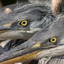 Grey Heron