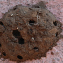 Black and yellow mud dauber's nest
