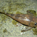 Cucha - Armored Catfish