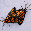 Hourglass Wasp Moth