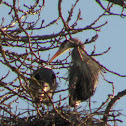 Great blue heron
