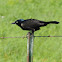 Common grackle
