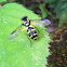 Hoverfly
