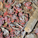 Sedum