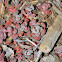 Sedum