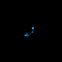 Glow Worm