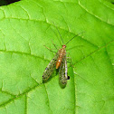 Scorpionfly