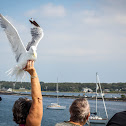 American Herring Gull