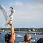 American Herring Gull