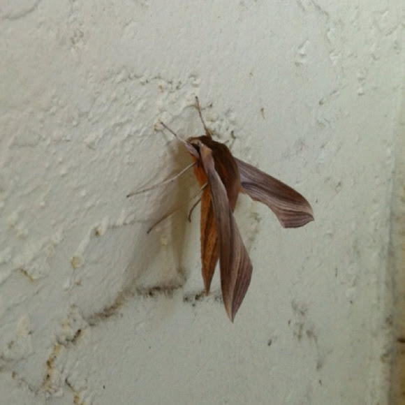 Spotting Image 1