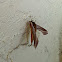 Tersa Sphinx Moth