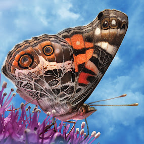 My Macro Lady by Corinne Noon - Animals Insects & Spiders ( macro, painted lady, wildlife, insects )