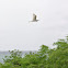 Immature Little Blue Heron