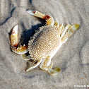 Speckled crab