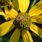 Syrphid Fly