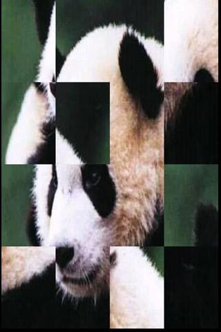 BIG Panda Puzzle free