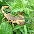 Alacrán, Escorpion