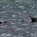 Cormorant; Cormorán Grande