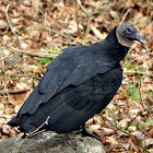 Black Vulture