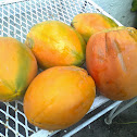 Papaya 1