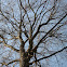 Pignut hickory