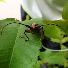 long-horned beetles