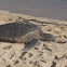 Green sea turtle