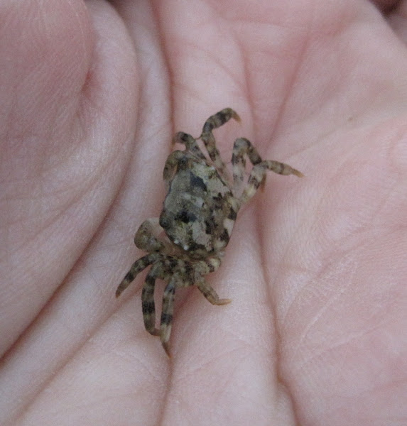 Asian Shore Crab Project Noah